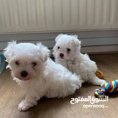  1 Adorable Maltese puppy ready for a new home