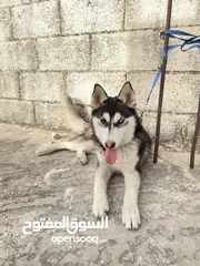  3 كلب عمرو 5اشهر