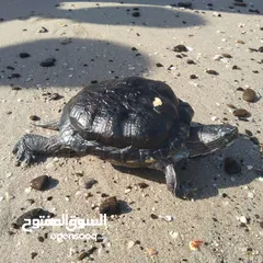  1 Turtle for Sale