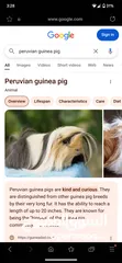  6 ارنب هندي . ارانب هندية . guinea pig