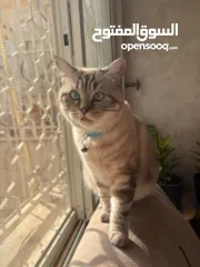  3 قطط بيتيه للبيع