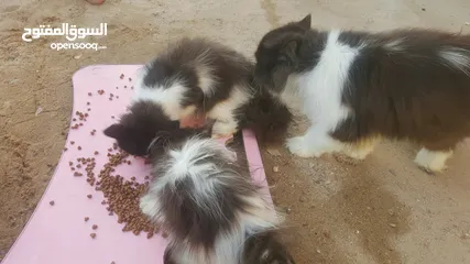  8 قطة بيرشن مع صغارها