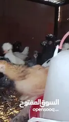  8 صيصان فرح ذيبا عمر من اسبوع لغايه شهرين ويوجد صيصان براهمي بف عمر شهرين