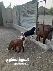  1 جديه جباليات