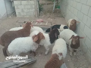  5 عبر عمر 3 شهور  عدد9