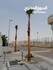  2 washingtonia palms , Date palms of all sizes available with delivery and planting in uae