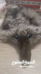  6 فروه silver fox