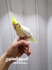  16 كوكتيل اليفات لاتينو عين حمراء