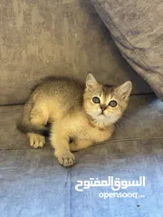  4 سكوتش فولد وستريت فل بيرو بسعر مناسب جدا