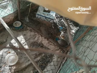  1 زوج شنير مع بيضهن للبيع