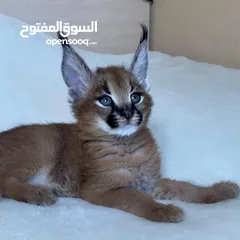  3 Home trained cats available