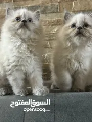  2 قطط كيوت  