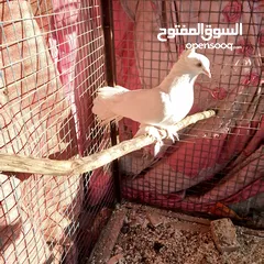  4 حمام شمــسي