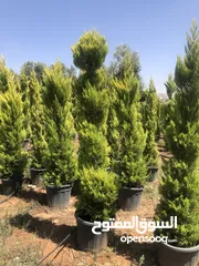 2 مشاتل الاندلس لانتاج وبيع جميع انواع الاشجار المثمره واشجار الزينه البلديه والمستوردة
