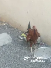  2 ديك عماني لبيع