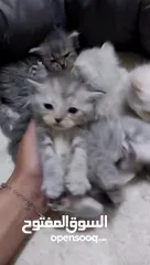  2 قطط للبيع الأم +الكتن