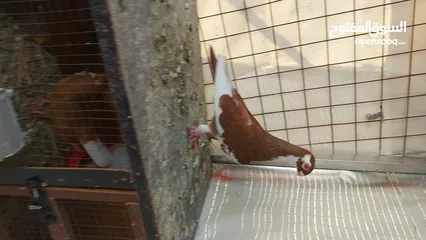  2 جوزين للبيع او للبدل على طيور كش