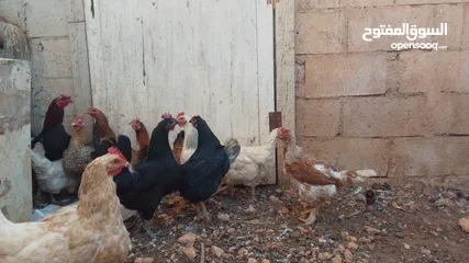  1 11 جاجه وديك نخب النخب
