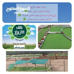  5 علف الازولا يزرع مره وينتج يوميا مدى الحياه للدجاج والمواشي وجميع الحويانات
