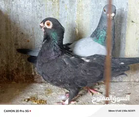  19 للبيع جواز منتجة