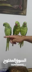  2 طيور ذره الهندي 3 حبات عمر 2شهرين اليف قابل تفاوض بشي بسيط