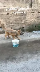  4 كلب قوقازي  صغير