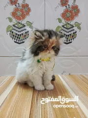  1 كزوتك نقي انثئ وذكر