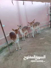  1 غزلان للبيع