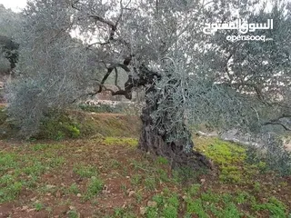  5 أرض زيتون تصنيف أ مساحة 3 دونم وربع