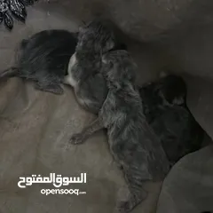  3 قط طالب تزاوج  مو للبيع