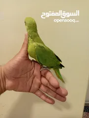  1 Green Ringneck parrot baby