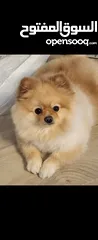  1 كلب بومرينيان بيور وجه الدب