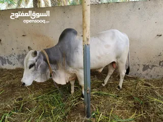  3 ثور للبيع بلدة الحمام