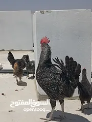  4 ديك مميز سلالة فخمة للبيع