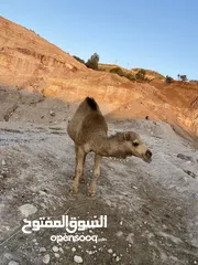  2 ناقه عمرها 3سنوات للبيع لحم او مقنوي