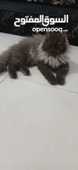  1 قطط للبيع نوع شانشلا