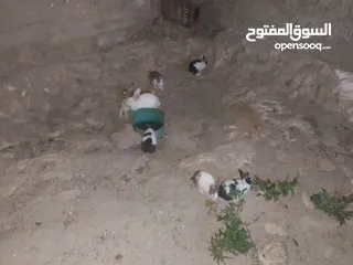  2 خمس اناثي وذكر شغالات للبيع  بسعر مناسب