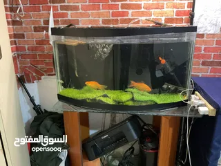  9 حوض سمك كبير + فلتر خارجي + طاوله من الزجاج