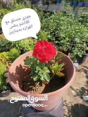  2 اشتال للبيع يتوفر اشتال منوعه وجميله