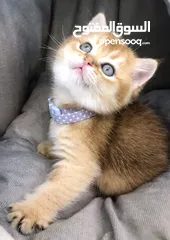  4 Cat kittens / Gold Scottish kittens