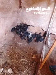  4 صيصان اجاج بلدي .