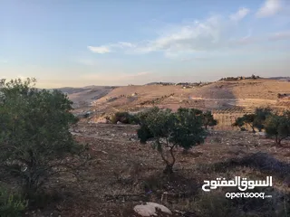  14 مزرعة لقطة مميزة مشجرة جرش دحل مساحة 3دونمات ونصف