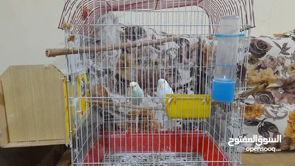  2 طيور بادجي (طيور حب)