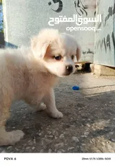  4 كل ملتيز جمل وجميل ومسلي