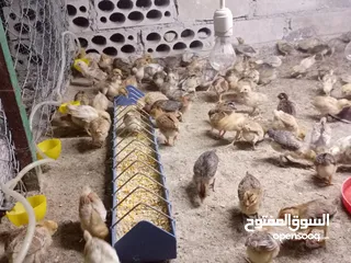  1 صوص بلدي عمر 38 يوم   صوص بلدي عمر 18 يوم