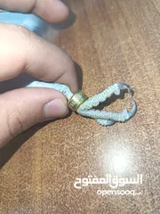  6 ببغاء دره لون ازرق طفره