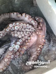  18 Lobeter Shrimp, squid, octopus, calamari, oysters, seashells, crab, fish
