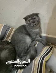  13 Scottish fold for adoption