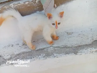  7 قطاط شرزي متوفر لدنا