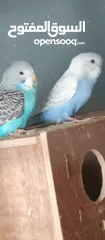  8 طيور حب نوعيه ممتازه